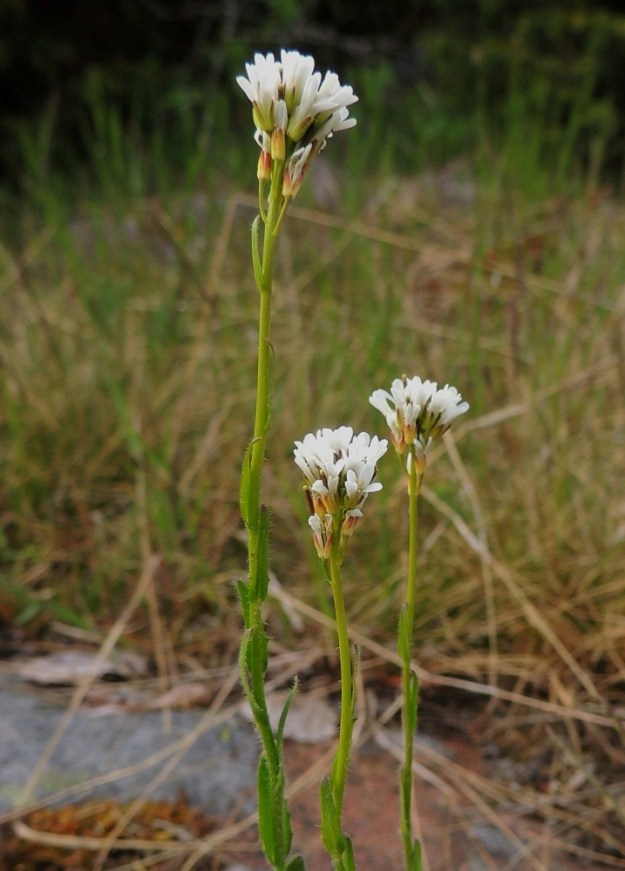 Arabis hirsuta - jäykkäpitkäpalon kukinto on haaraton, ja se on varren kärjessä terttumaisesti. A, Lemland, eteläpää, Björkö, Herröskatan, luonnonsuojelualue, niemen eteläpää, rantakallioalueen ylälaita lintutornin lähellä, 30.5.2013. Copyright Hannu Kämäräinen.