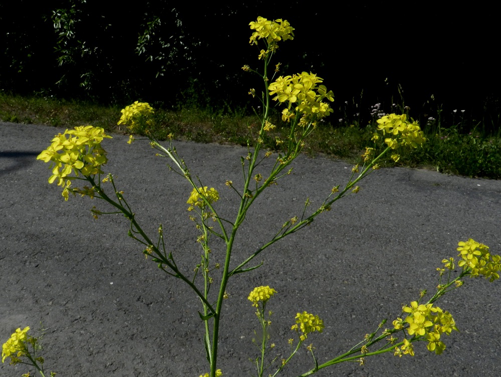 Bunias orientalis - idänukonpalon kukinnot ovat varren ja haarojen kärjessä terttumaisesti. Terttu pitenee kukinnan edetessä jopa 20-30 cm pitkäksi. Samaan aikaan, kun tertun kärkiosa kukkii, tyviosa on jo siirtymässä hedelmävaiheeseen. EH, Hämeenlinna, Pullerinmäki, Mäkelän teollisuusalue, Takumäentien laide Tölkkimäentien risteyksen itäpuolella, 11.6.2011. Copyright Hannu Kämäräinen.