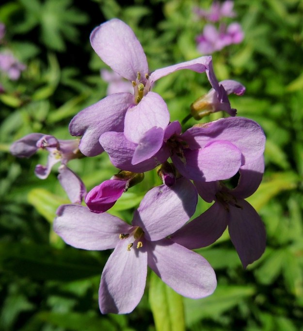 Cardamine bulbifera - hammasjuuren teriö on yleisimmin vaaleanpunainen ja tavallisesti noin 15-20 mm leveä. Nuppuvaiheessa terälehdet ovat vielä punaiset. A, Lemland, Nåtö, biologisen aseman pihan laiteet ja ympäristö, luonnonsuojelualue, 27.5.2013. Copyright Hannu Kämäräinen.