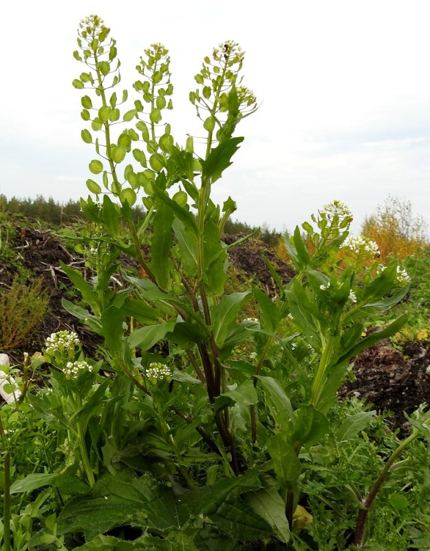 Thlaspi arvense - peltotaskuruoho on kaikin puolin tyypillinen rikkaruoho, jonka voi tavata sopivilla paikoilla kasvussa ja kukassa niin pitkälle syksyyn kuin maa pysyy sulana. Ravinteisilla paikoilla yksilöt kasvavat usein kookkaiksi, reheviksi ja isolehtisiksi. Varret ovat yleensä vihreät, mutta voivat toisinaan olla ainakin osittain punaruskeatkin. EH, Hämeenlinna, Majalahti, Louhoksentien varren maanläjitysalue, lakialueelle ajetut maa-aumat, 6.10.2021. Copyright Hannu Kämäräinen.