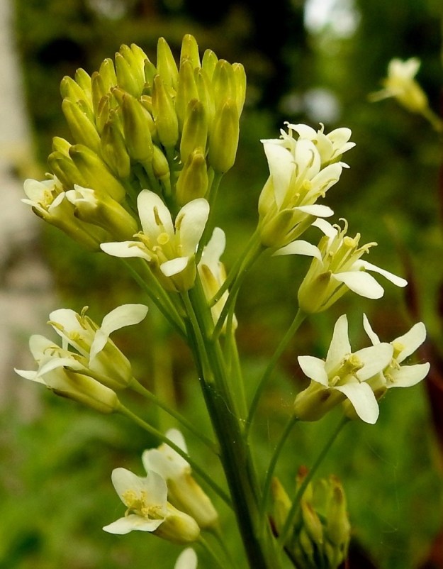 Turritis glabra - (keto)pölkkyruohon terälehdet ovat kapean vastapuikeat, pyöreähköpäiset ja kapeatyviset sekä yleensä noin 5-7 mm pitkät ja leveimmältä kohtaa noin 1-1,5 mm leveät. Heteitä on kuusi, joista kaksi on vähän muita lyhyempiä. Palhot ovat valkoiset tai kellertävät ja ponnet keltaiset. Sikiäin on kehänpäällinen ja tasalevyisen liereä. Sen kärjen jatkeena oleva vartalo on hyvin lyhyt eikä kukintavaiheessa juurikaan erotu sikiäimestä. Luotti on pyöreä, hieman vartaloa ja sikiäintä leveämpi ja kellanvihreä. EH, Kouvola, Kuusankoski, Voikkaa, Sikomäki, Hermannintien varsi Nummisenmäentien risteyksen länsipuolella, 11.6.2017. Copyright Hannu Kämäräinen.