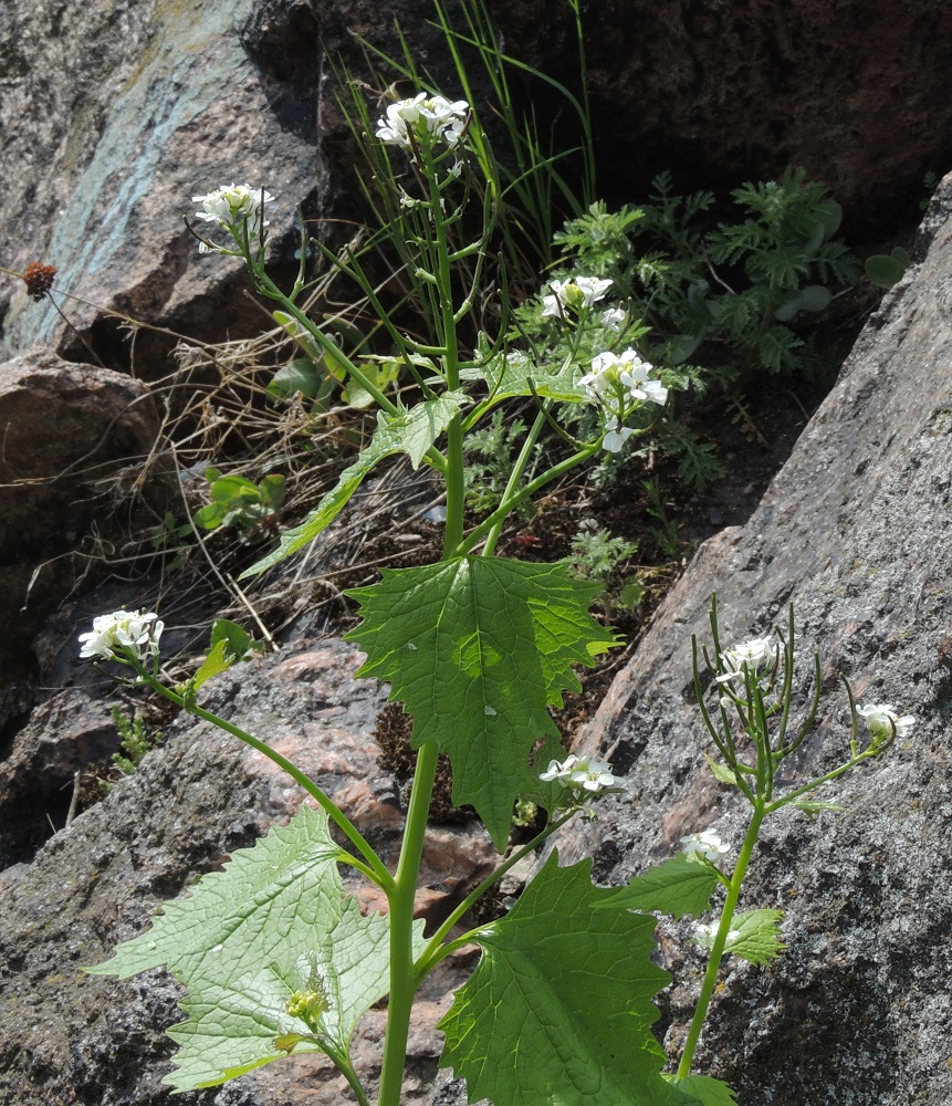 Alliaria petiolata - (rohto)litulaukan varsi on liereä ja vihreä tai kellanvihreä sekä useimmiten vasta yläosastaan lehtihankaisesti haarova. Kukinnot ovat varren ja haarojen kärjessä terttumaisesti. U, Helsinki, Sörnäinen, Katri Valan puisto, eteläosan kalliorinteet, 21.5.2016. Copyright Hannu Kämäräinen.