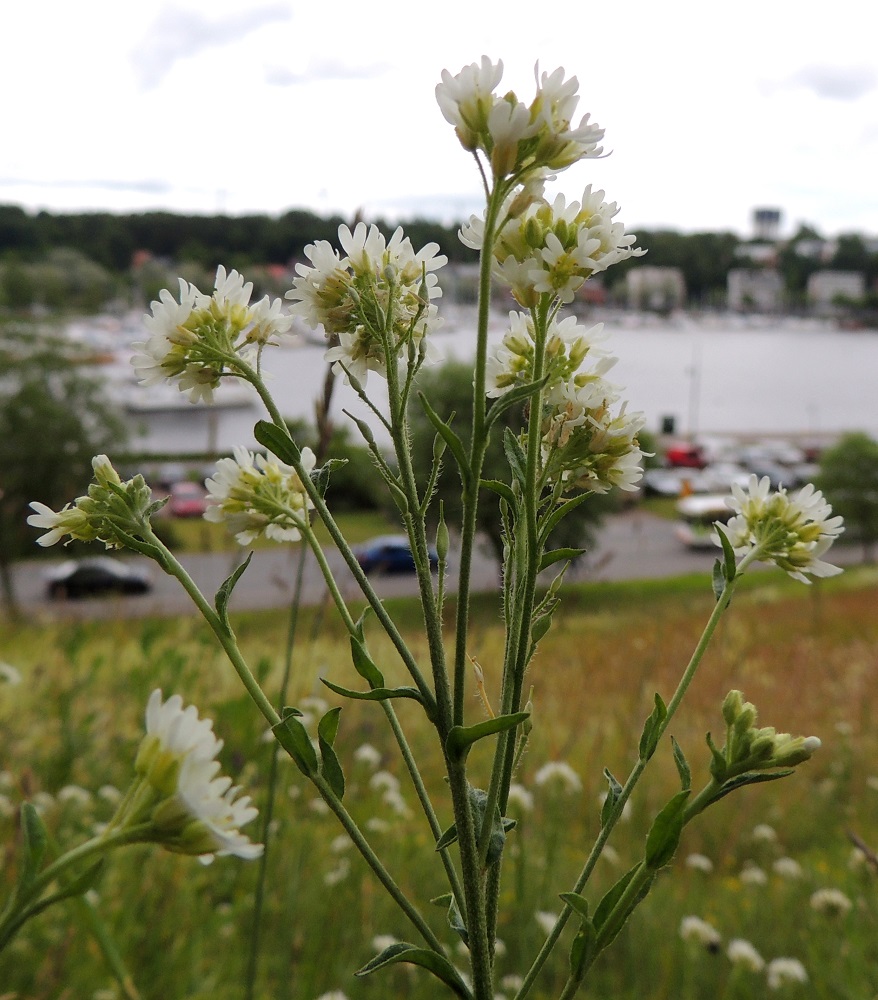 Berteroa incana - (idän)harmio on alun perin itä- ja keskieurooppalainen laji, joka saapui ja vakiintui Suomeen 1800-luvulla. Se tuli tänne Venäjältä varuskuntien rehukuljetusten mukana. Edelleenkin sen esiintyminen on vahvinta vanhoissa varuskuntakaupungeissa, joissa se on paikoin runsas ja yleinenkin. ES, Lappeenranta, linnoitusalue, itäpuolen jyrkkä vallirinne sataman yläpuolella, 8.7.2015. Copyright Hannu Kämäräinen.
