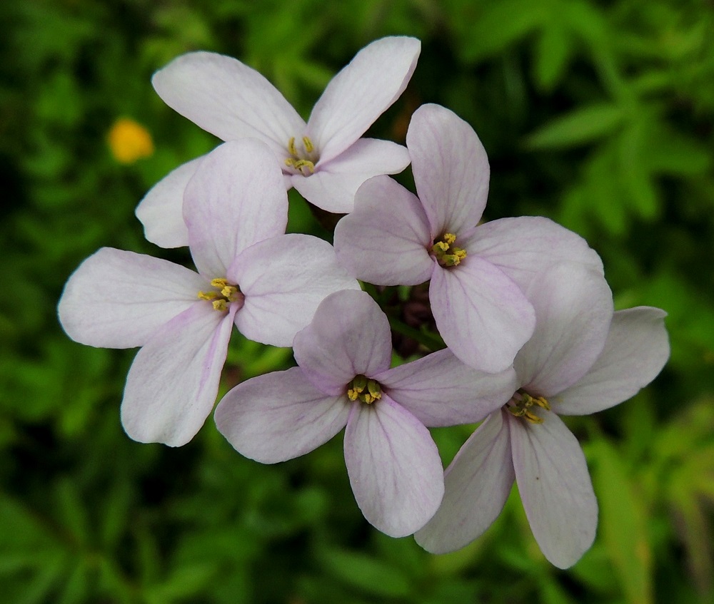 Cardamine bulbifera - hammasjuuren teriö voi olla myös vaaleansinipunainen tai harvoin valkoinen. Terälehtiä on ristikkäisesti neljä. Ne ovat kapean vastapuikeat, pyöreäpäiset ja kapeatyviset sekä yleensä noin 13-20 mm pitkät ja leveimmältä kohtaa noin 4-6 mm leveät. A, Jomala, Ramsholm, luonnonsuojelualue, niemen keskiosa, läntisen rantaniityn ylälaita, 29.5.2013. Copyright Hannu Kämäräinen.