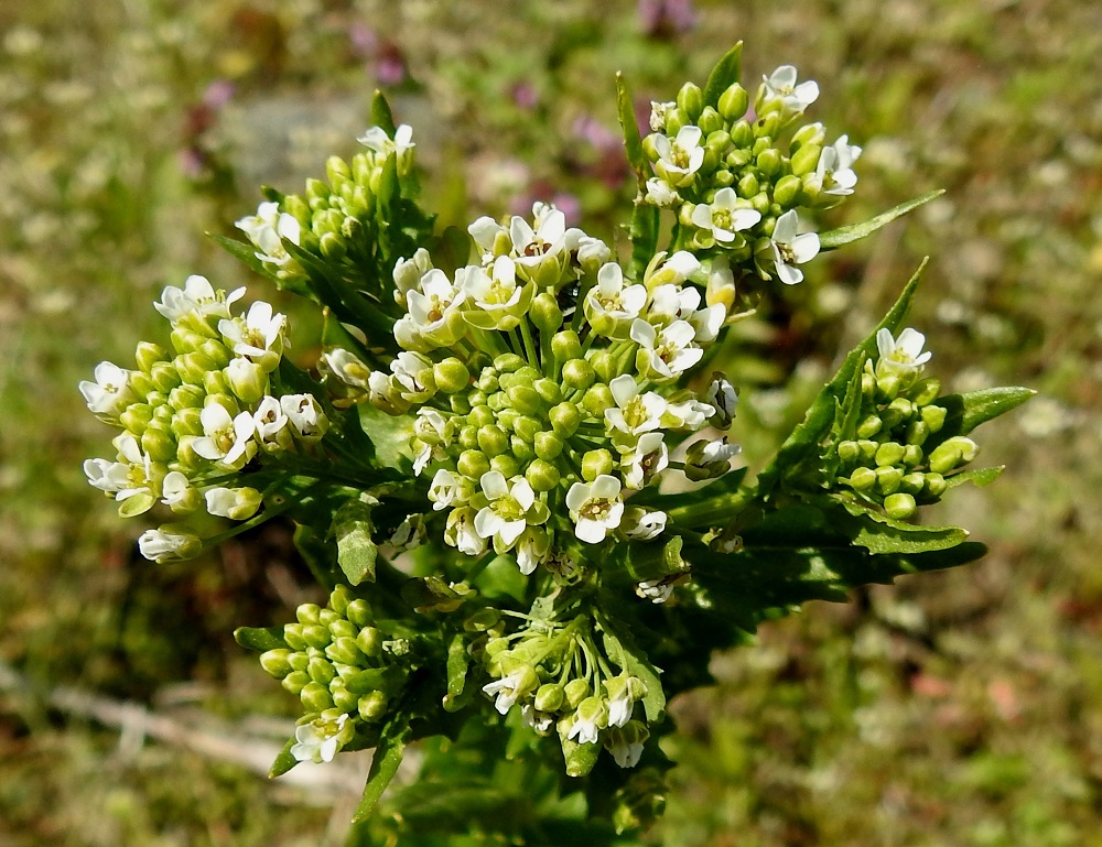 Thlaspi arvense - peltotaskuruohon kukinto on varren ja haarojen kärjessä terttumaisesti. Tertut ovat aluksi lyhyet ja hyvin tiheät. EH, Hattula, Sattula, Kukkola, Sattulankaarre-tien laide herukkatarhan kohdalla, 2.6.2021. Copyright Hannu Kämäräinen.