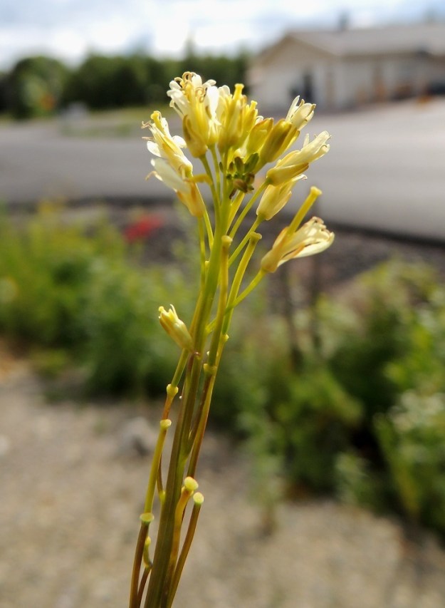 Turritis glabra - (keto)pölkkyruohon kukkien kehitys on nopeaa. Heti pölytyksen jälkeen sikiäin alkaa kasvaa pituutta ja kehittyä liduksi, jonka kärjessä säilyy vielä tuoreen näköisenä matala ja pyöreä luotti. EH, Hämeenlinna, Loimalahti, Hirsimäki, Metsäkukantien ja Kepposkujan kulmauksen laitapenger, 25.6.2014. Copyright Hannu Kämäräinen.