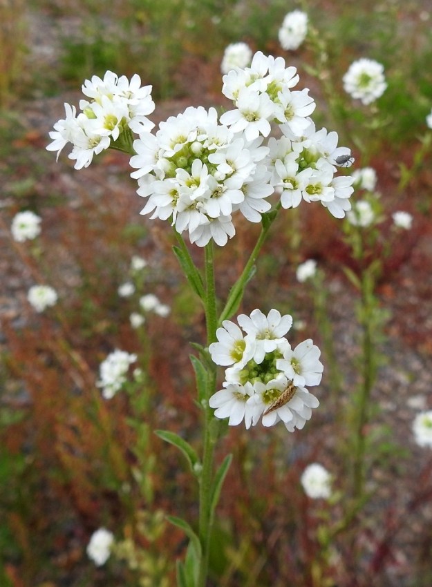Berteroa incana - (idän)harmion nimen perusteella joku saattaisi luulla, että kyseessä on pahakin rikkaruoho. Nimi viittaa kuitenkin kasvin yleiseen, harmaanvihreään värisävyyn. Laji on alkujaan kotoisin aromailta ja valitsee tulokkaanakin juurensijansa kuivilta ja karuilta paikoilta. Kukat mesiäisineen houkuttelevat luokseen monenlaisia hyönteisiä. V, Naantali sataman viljavarastoalue, itäisimmän rakennuksen itäpuolinen sorakenttä, 26.6.2019. Copyright Hannu Kämäräinen.