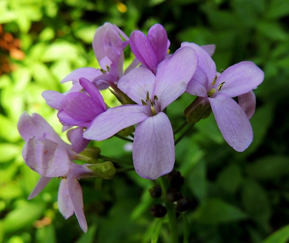 Cardamine bulbifera - hammasjuuren kukassa on kuusi hedettä, joista kaksi on selvästi muita lyhyempiä. Palhot ovat vaaleanpunertavat ja ponnet keltaiset tai kellanvihreät. Sikiäin on kehänpäällinen ja lähes tasapaksun pitkulainen. Sen kärjen jatkeena oleva vartalo on lyhyt eikä kukintavaiheessa juurikaan erotu sikiäimestä. Luotti on pyöreä, litteä ja keltainen. A, Lemland, Nåtö, biologisen aseman pihan laiteet ja ympäristö, luonnonsuojelualue, 27.5.2013. Copyright Hannu Kämäräinen.