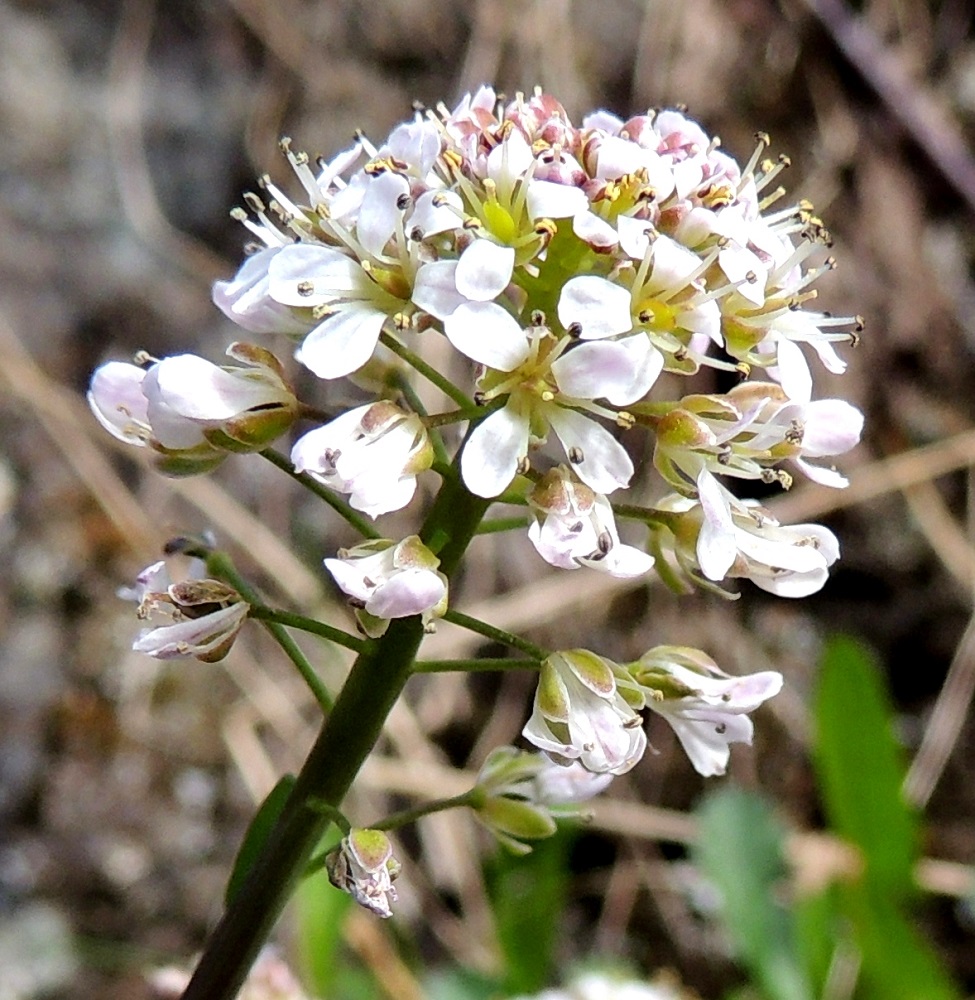 Noccaea caerulescens - ketotaskuruohon kukkaperä on yleensä noin 2-3 mm pitkä. Verholehtiä on neljä. Ne ovat lähinnä puikeat, hieman kuperat, tylppä- tai pyöreäpäiset ja kalvolaitaiset. Pituutta niillä on useimmiten noin 1,5-2 mm ja leveyttä leveimmältä kohtaa noin 0,8-1 mm. Terälehdet ovat noin kaksi kertaa verholehtiä pitemmät. Toukotaskuruoholla terälehdet ovat yleensä noin 1,5-2,5 mm pitkät ja enintään vain vähän verholehtiä pitemmät. EH, Kouvola, Kuusankoski, Rekola, Uusi hautausmaa, länsipuolisen laitamuurin sivusta, 10.5.2015. Copyright Hannu Kämäräinen.