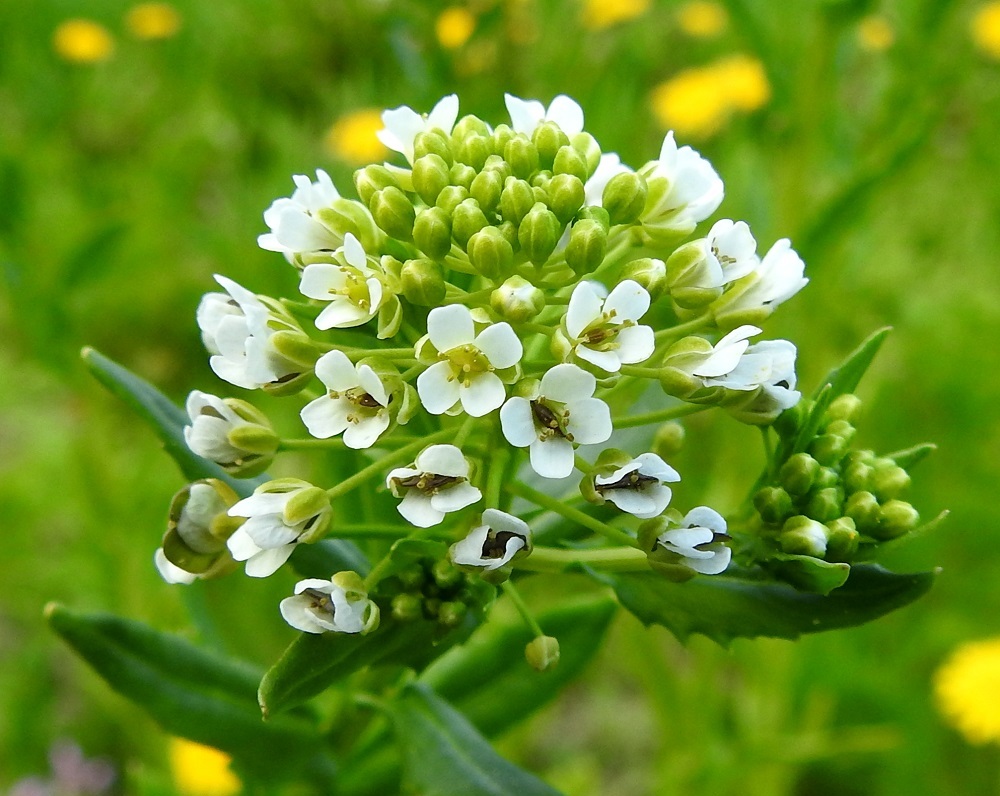 Thlaspi arvense - peltotaskuruohon teriö on valkoinen ja tavallisesti noin 5-6 mm leveä. Terälehtiä on ristikkäisesti neljä. Ne ovat vastapuikeat, tylppä- tai pyöreäkärkiset, kapeatyviset ja yleensä noin 3-4 mm pitkät ja leveimmältä kohtaa noin 1,2-1,5 mm leveät. Verholehtiä on neljä. Ne ovat lähinnä puikeat, kuperat, tylppä- tai pyöreäpäiset ja kalvolaitaiset. Pituutta niillä on useimmiten noin 1,5-2,5 mm ja leveyttä leveimmältä kohtaa noin 0,8-1,2 mm. Heteitä on kuusi. Sikiäin on kehänpäällinen ja lähinnä vastapuikea sekä litteähkö. Sen kärjessä on alle 0,5 mm pitkä vartalo. Luotti on pyöreä, pieni ja nuppimainen. EH, Hämeenlinna, Loimalahti, Hirsimäki, Sammontorpantien varsi puistoalueen laidassa, leikkikentän kohdalla, 28.5.2020. Copyright Hannu Kämäräinen.