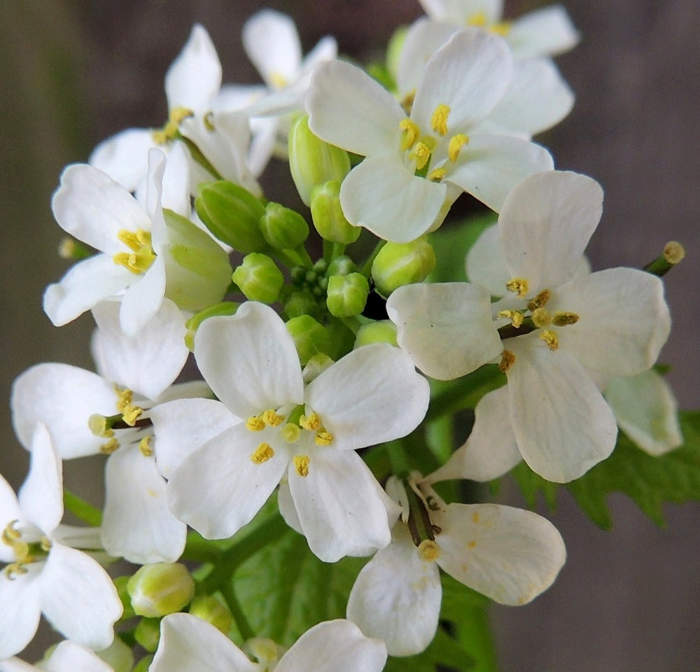 Alliaria petiolata - (rohto)litulaukan teriö on tavallisesti noin 6-10 mm leveä. Terälehtiä on ristikkäisesti neljä. Niiden kärkiosa on soikea ja tyviosa kapeaksi suippeneva. Mitoiltaan ne ovat yleensä noin 5-6,5 mm pitkät ja leveimmältä kohtaa noin 2-3 mm leveät. Myös verholehtiä on neljä. Ne ovat kapeanpuikeat tai lähes pitkulaiset, kuperat, kalvolaitaiset ja tylppäpäiset sekä vaalean- tai kellanvihreät. Pituutta niillä on useimmiten noin 2,5-3 mm ja leveyttä leveimmältä kohtaa noin 1,2-1,5 mm. Verholehdet varisevat lähes heti teriön avauduttua. Kuvassa ne näkyvät kukkanupuissa. A, Maarianhamina, keskusta, Torgatanin varsi torialueen laidassa, 27.5.2013. Copyright Hannu Kämäräinen.