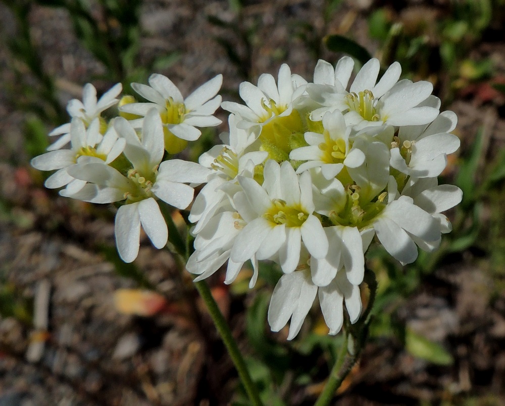 Berteroa incana - (idän)harmion teriö on valkoinen mutta tyveltään keltainen tai kellanvihreä ja tavallisesti noin 7-10 mm leveä. Terälehtiä on ristikkäisesti neljä. Ne ovat vastapuikeat, kärjestään kaksiliuskaiset ja kapeatyviset. Liuskojen vuoksi näyttää kuin terälehtiä olisikin kahdeksan. Terälehdet ovat yleensä noin 5-6 mm pitkät ja leveimmältä kohtaa noin 3-4 mm leveät. Kärkiliuskat ovat tasalevyiset, pyöreäpäiset ja noin 1-1,5 mm leveät. EH, Hämeenlinna, Sairio, Sairionranta, Vanajaveden rannan ja rata-alueen välisen ulkoilureitin laide rata-alueen aidan vieressä, 21.6.2013. Copyright Hannu Kämäräinen.