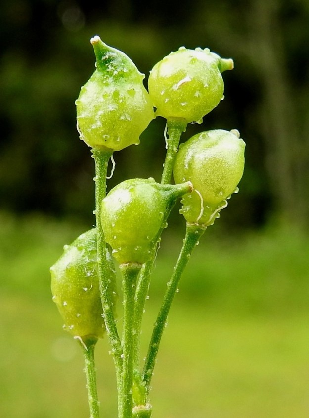 Bunias orientalis - idänukonpalon hedelmä on epäsymmetrisen pallo- tai munamainen litu, joka on kova, kyhmyinen, kellanvihreä ja kypsyessään ruskea. Se on yksi- tai kaksisiemeninen ja avautumaton sekä lopulta tavallisesti noin 6-9 mm pitkä ja noin 4-5 mm paksu. Lidun kärkiosassa on kuivuneen emin vartalon ja luotin muodostama ota, jonka osuus kokonaispituudesta on noin 1-2 mm. Hedelmäperä on nystyinen ja noin 12-25 mm pitkä. EH, Nokia, Myllyhaka, Raision Melian myllyalue Rounionkadun ja rautatien välissä, aidatun myllyalueen kulma radanvarressa, 25.7.2017. Copyright Hannu Kämäräinen.