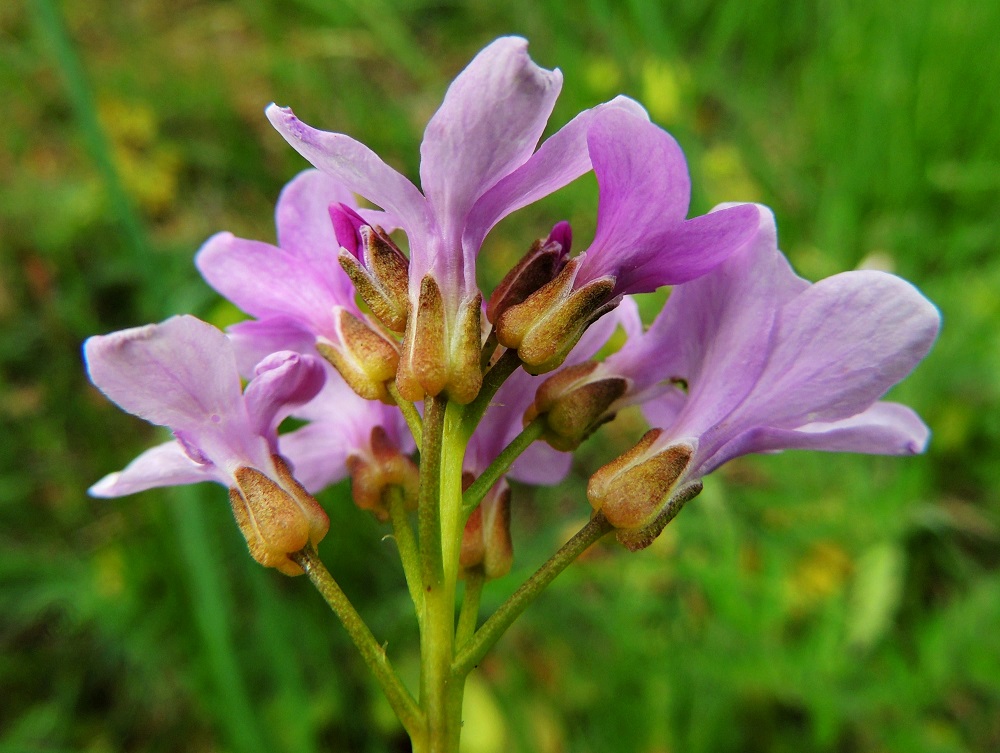 Cardamine bulbifera - hammasjuuren kukkaperä on useimmiten noin 7-9 mm pitkä. Verholehtiä on neljä. Ne ovat kapeanpuikeat, kuperat, kalvolaitaiset ja pyöreäpäiset sekä vihreät tai kellanruskeat. Pituutta niillä on tavallisesti noin 4,5-5,5 mm ja leveyttä leveimmältä kohtaa noin 2-2,2 mm. A, Lemland, Styrsön ja Nåtön välinen Rödgrundet, jonka maantie lävistää, tienlaitaruohikko, 27.5.2013. Copyright Hannu Kämäräinen.