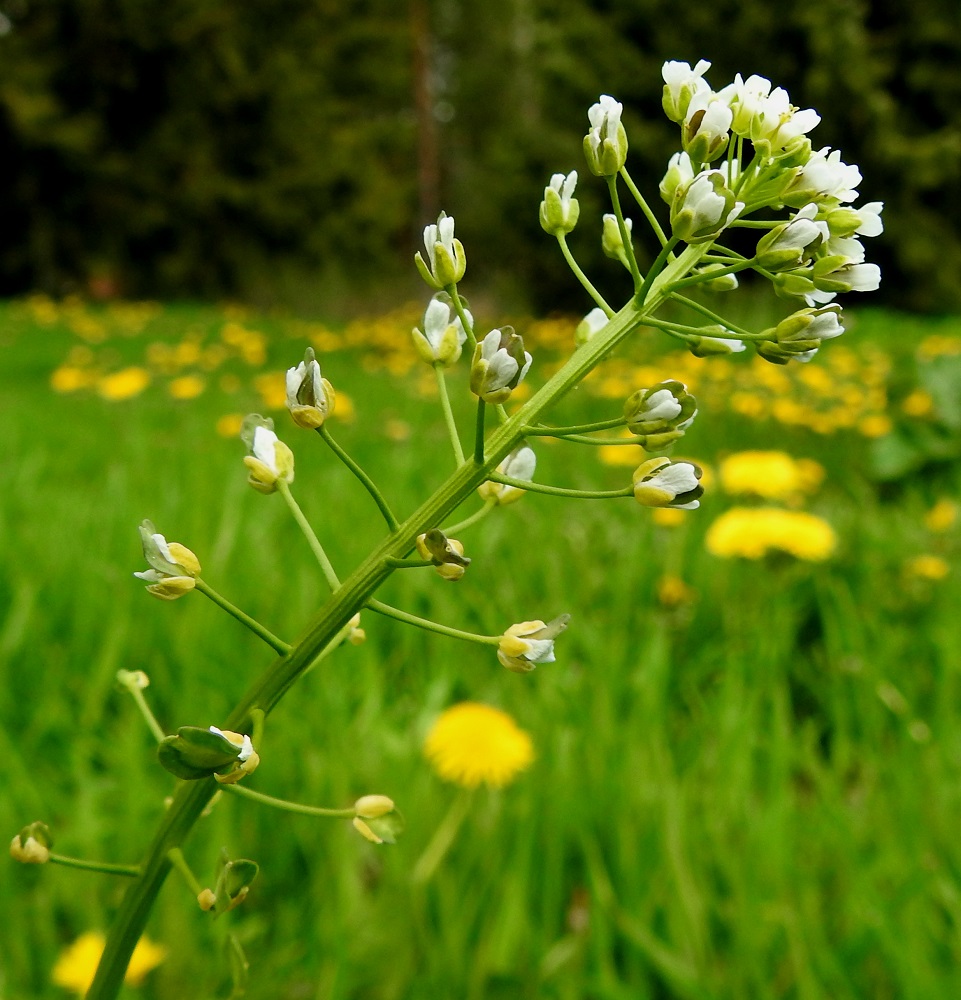Thlaspi arvense - peltotaskuruohon kukintoterttu pitenee kärjestään ja kerrallaan kukassa on vain kapea latvakerros. Kaikki alemmat kukat ovat asteittain etenemässä kohti hedelmävaihetta. Nopea kehitys näkyy kukan sikiäimestä, joka heti pölytyksen jälkeen alkaa työntyä esiin terälehtien keskeltä saaden yhä enemmän lituhedelmän piirteitä. EH, Hämeenlinna, Loimalahti, Hirsimäki, Sammontorpantien varsi puistoalueen laidassa, leikkikentän kohdalla, 28.5.2020. Copyright Hannu Kämäräinen.