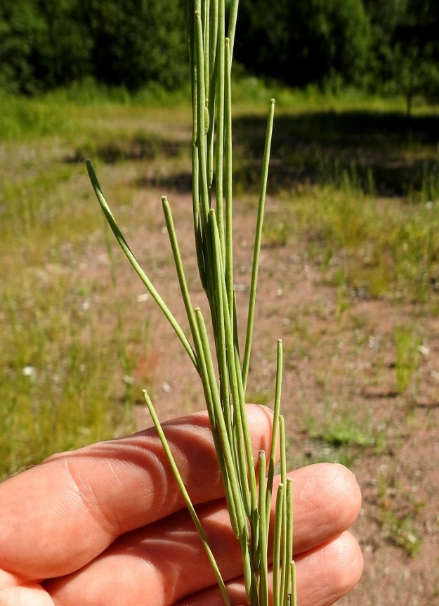 Turritis glabra - (keto)pölkkyruohon hedelmälitu on pitkä, tasasoukka, pysty ja suora litu, joka on vihreä tai kellanruskea. Se on tavallisesti lopulta noin 40-70 mm pitkä ja noin 1-1,5 mm paksu. Lidun kärjessä on kuivuneen emin vartalon ja luotin muodostama noin 1 mm pitkä, otamainen jatke. Välikalvo erottaa lidun kahteen osaan, joista molemmissa on kahdessa rivissä ainakin 50 siementä. Lituperä on pysty ja yleensä noin 10-15 mm pitkä. EK, Kotka, Halla, saaren eteläosan puuvarastoalue, eteläpään tyhjä kenttä, 27.6.2020. Copyright Hannu Kämäräinen.