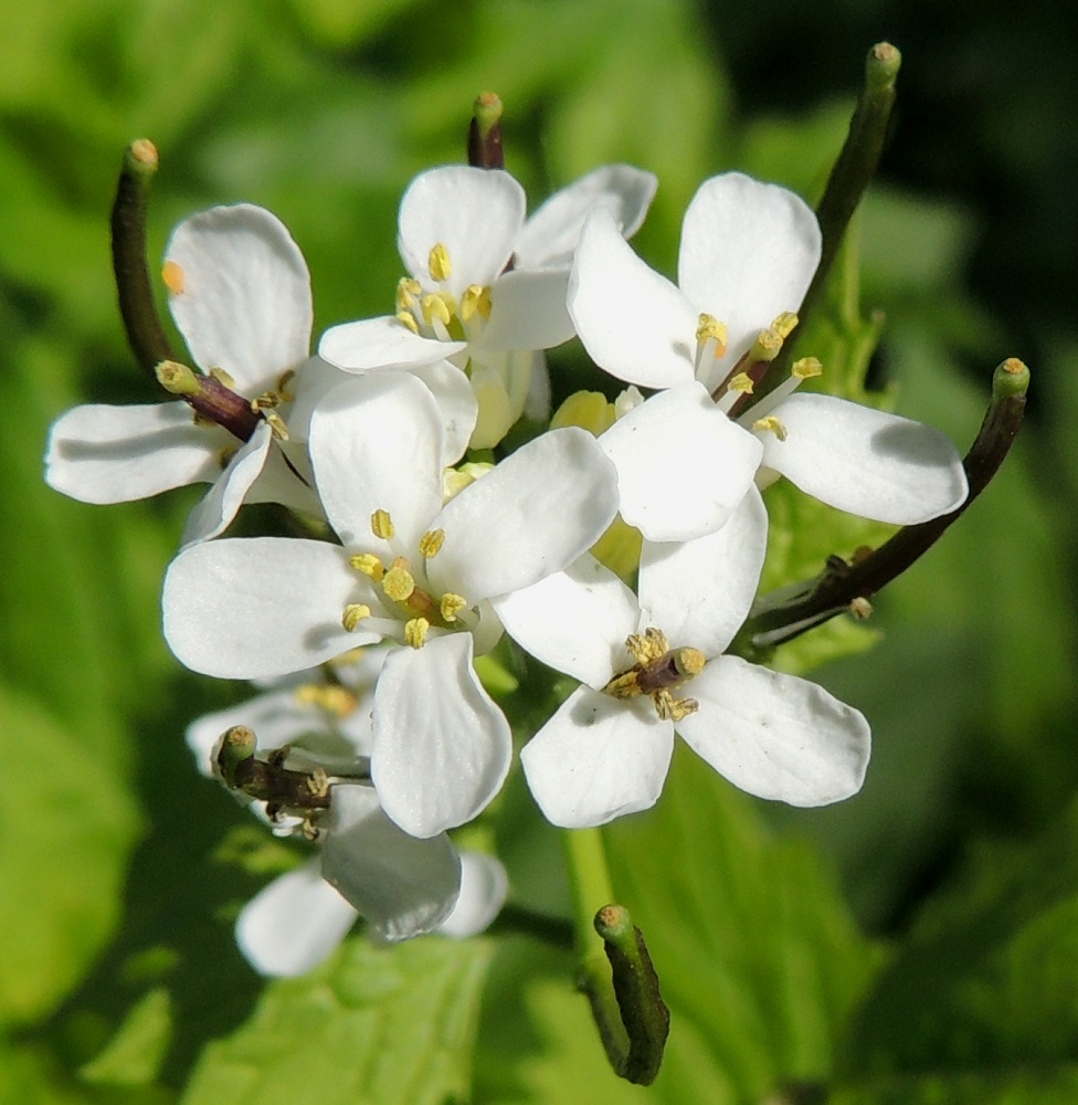 Alliaria petiolata - (rohto)litulaukan kukassa on kuusi hedettä, joista neljä on pitempää ja kaksi hieman lyhyempää. Palhot ovat valkoiset ja alaspäin levenevät. Ponnet ovat keltaiset, ja ponnenpuoliskot ovat tiiviisti yhdessä. Sikiäin on kehänpäällinen ja lähes tasapaksun pitkulainen. Sen kärjen jatkeena oleva vartalo on lyhyt eikä kukintavaiheessa juurikaan erotu sikiäimestä. Luotti on pyöreä, litteä ja keltainen. Kuvassa vartalo ja jo kuihtunut luotti näkyvät hyvin vasemmalla olevien kukkien pitenevien sikiäinten kärjessä. U, Helsinki, Sörnäinen, Katri Valan puisto, eteläosan kalliorinteet, 21.5.2016. Copyright Hannu Kämäräinen.