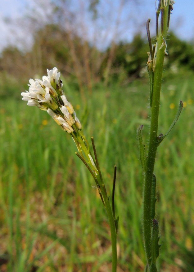 Arabis hirsuta - jäykkäpitkäpalon kukintoterttu on aluksi hyvin lyhyt, mutta pitenee kukinnan edetessä jopa 15 cm pitkäksi. Samaan aikaan, kun tertun kärkiosa kukkii, alaosa on jo hedelmävaiheessa. Hedelmäperä on lähes tai aivan pysty ja yleensä noin 3-8 mm pitkä. Hedelmä on tasasoukka, pysty ja useimmiten tumman punaruskea litu. Se on tavallisesti lopulta noin 25-35 mm pitkä ja noin 1-1,5 mm paksu. Lidun kärjessä on kuivuneen emin vartalon ja luotin muodostama noin 0,5 mm pitkä, otamainen jatke. A, Lemland, eteläpää, Björkö, Herröskatan, luonnonsuojelualue, eteläosan kallioketoalue, 30.5.2013. Copyright Hannu Kämäräinen.