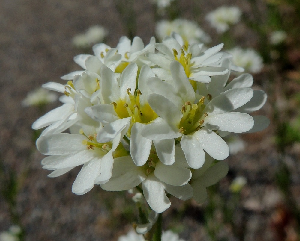 Berteroa incana - (idän)harmion kukassa on kuusi hedettä, joista kaksi on hieman muita lyhyempiä. Palhot ovat kellertävät tai yläosastaan valkoiset ja alaspäin levenevät. Ponnenpuoliskot ovat tiiviisti yhdessä. Sikiäin on kehänpäällinen. Sen kärjessä on selvä, noin 1,5-2 mm pitkä, keltainen vartalo. Luotti on pyöreä, litteä ja keltainen tai kellanvihreä. EH, Hämeenlinna, Sairio, Sairionranta, Vanajaveden rannan ja rata-alueen välisen ulkoilureitin laide rata-alueen aidan vieressä, 21.6.2013. Copyright Hannu Kämäräinen.