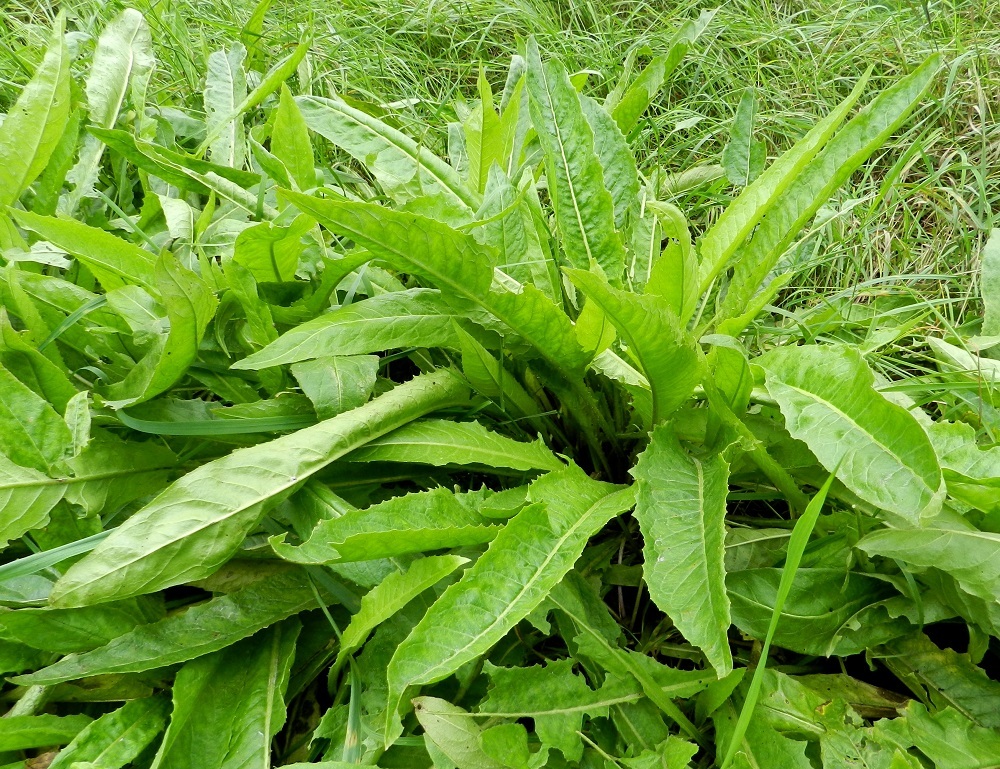 Bunias orientalis - idänukonpalon ruusukelehdet ovat ruodilliset, suikeat ja yleensä ehyet sekä epäsäännöllisesti iso- ja terävähampaiset. Lapa on tavallisesti noin 15-50 cm pitkä ja leveimmältä kohtaa noin 2-10 cm leveä. EH, Hämeenlinna, Pullerinmäki, Mäkelän teollisuusalue, Takumäentien laide Tölkkimäentien risteyksen itäpuolella, 24.9.2011. Copyright Hannu Kämäräinen.