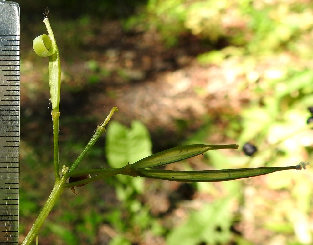 Cardamine bulbifera - hammasjuuren hedelmälidut jäävät usein kokonaan kehittymättä tai ne ovat muuten kehitykseltään vajaat. Lituperä on yleensä noin 10-15 mm pitkä. Litu on lähes tasasoukka tai kapean sukkulamainen, suorahko ja siirottava sekä useimmiten vihreäksi ja kypsymättömäksi jäävä. Se on tavallisesti noin 15-35 mm pitkä ja noin 2-2,5 mm paksu. Lidun kärki jää yleensä kapean nokkamaiseksi ja sen päässä on kuivuneen emin vartalon ja luotin muodostama noin 0,5-1 mm pitkä ota. Välikalvo erottaa lidun kahteen osaan, joista molemmat ovat normaalisti kehittyessään monisiemenisiä. Litupuoliskot avautuvat välikalvon kahta puolen. A, Finström, Bastö, pohjoiskärki, Ekudden, mm. tammea, saarnea, pähkinäpensasta ja metsäomenapuuta kasvava, lehtoinen niemi, 9.7.2022. Copyright Hannu Kämäräinen.