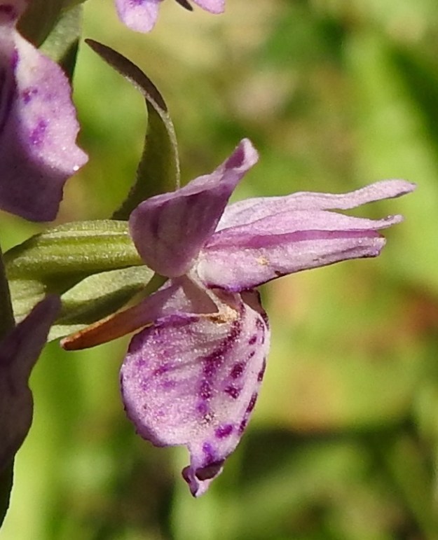 Dactylorhiza baltica - baltiankämmekän kukan huulessa on noin 5 mm pitkä, kapea ja tylpähkö sekä medetön kannus, joka on sikiäintä lyhyempi. 27.6.2020. Copyright Hannu Kämäräinen.