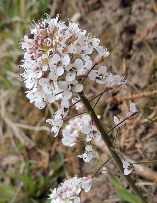 Noccaea caerulescens - ketotaskuruohon kukintorangan piteneminen näkyy hyvin tertun alaosan harvenemisena. Ranka pitenee, mutta kukat ja kehittyvät hedelmät pysyvät paikoillaan. Kukkien kehitys on nopeaa. Vielä terälehtien paikallaan ollessa sikiäin alkaa paisua lituhedelmän muotoihin. EH, Hämeenlinna, Loimalahti, Hirsimäki, tienlaide Lehdokintien ja kävelytien kulmauksessa, 28.4.2014. Copyright Hannu Kämäräinen.