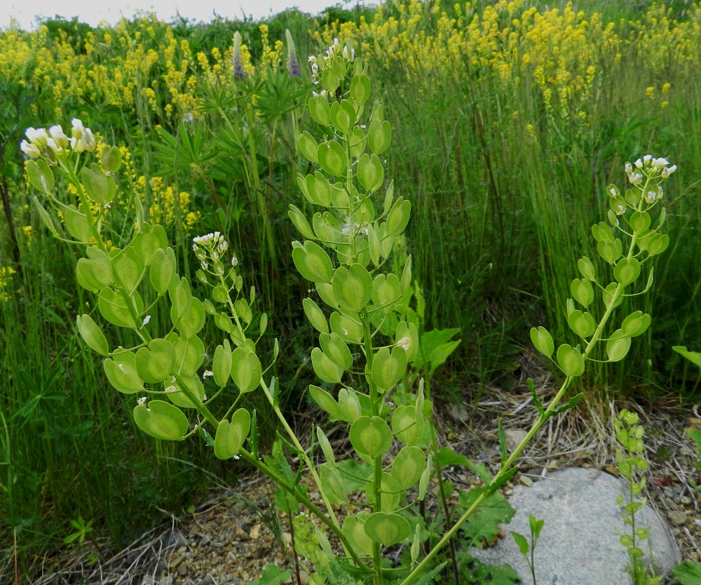 Thlaspi arvense - peltotaskuruohon kukintoterttu pitenee kukinnan edetessä jopa 15-25 cm pitkäksi. Samaan aikaan, kun tertun kärkiosa kukkii, alemmat osat ovat jo hedelmäasteella. Lituperä on sivulle siirottava ja yleensä noin 8-18 mm pitkä. Kuvassa taustalla seuralaisina ovat runsas peltokanankaali, Barbarea vulgaris ja komealupiini, Lupinus polyphyllus. EH, Hämeenlinna, Kankaantausta, Turun Valtatien (tie 10) laide Hattelmalanharjun pään kohdalla, tieltä nouseva penger, 30.5.2012. Copyright Hannu Kämäräinen.