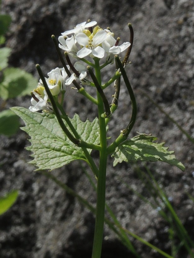 Alliaria petiolata - (rohto)litulaukan kukkaperä on yleensä noin 3-5 mm pitkä. Sikiäimet alkavat onnistuneen pölytyksen jälkeen nopeasti kasvaa ja kehittyä lituhedelmiksi. Heteet ja jopa terälehdet jäävät usein joksikin aikaa pitenevän lidun tyvelle. U, Helsinki, Sörnäinen, Katri Valan puisto, eteläosan kalliorinteet, 21.5.2016. Copyright Hannu Kämäräinen.