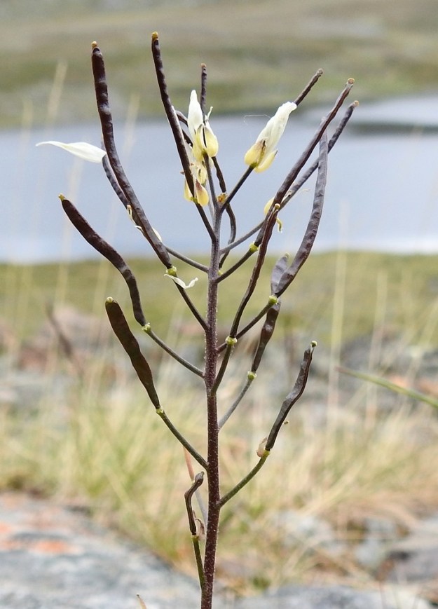 Arabis alpina - tunturipitkäpalon hedelmälitu on pitkä, tasasoukka, siirottava ja suora tai ylöspäin kaareva. Se on useimmiten tumman punaruskea ja tavallisesti lopulta noin 30-40 mm pitkä ja noin 2 mm paksu. Lidun kärjessä on kuivuneen emin vartalon ja luotin muodostama noin 0,5-1 mm pitkä, otamainen jatke. Välikalvo erottaa lidun kahteen osaan, joista molemmissa on yleensä noin 15-20 siementä. Lituperä on yläviistoon tai myöhemmin sivulle siirottava, kalju ja yleensä noin 10-13 mm pitkä. 6.7.2018. Copyright Hannu Kämäräinen.