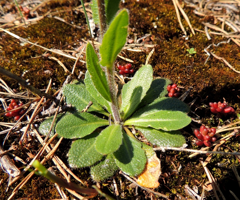 Arabis hirsuta - jäykkäpitkäpalon ruusukelehdet ovat ruodilliset ja lähinnä kapean vastapuikeat. Ruoti on kapeammin tai leveämmin siipipalteinen ja useimmiten noin 0,5-3 cm pitkä. Se levenee lehtilavaksi ilman selvää rajaa. Lapa on tavallisesti noin 1,5-3 cm pitkä ja leveimmältä kohtaa noin 0,5-1 cm leveä. Varsi on vihreä tai punaruskea ja erityisesti alaosastaan tiheästi karheakarvainen. Kuvassa lehtiruusukkeen ympärillä on valkomaksaruohon, Sedum album, taimia. A, Sund, Bomarsund, Brännklint, Brännklintstornetin raunion eteläpuolinen kallioketo, 28.5.2013. Copyright Hannu Kämäräinen.