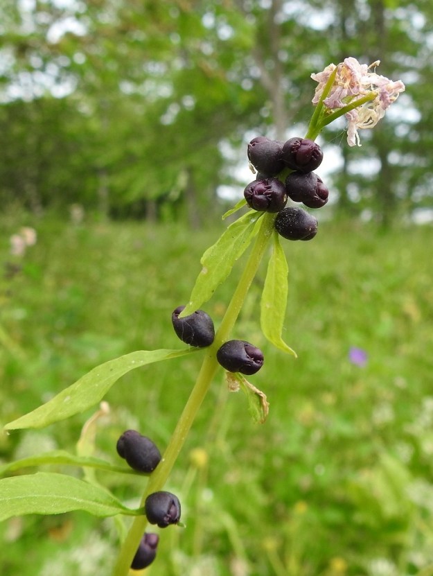 Cardamine bulbifera - hammasjuuri on korvannut suvullisen lisääntymisen ainakin Pohjoismaissa lähes kokonaan suvuttomalla, kasvullisella lisääntymisellä. Tehokkaasti levittäytyvän juuriston lisäksi yksilöt "monistavat" itseään varren yläosan lehtihankoihin kehittyvien itusilmujen avulla. Ne varisevat maahan, juurtuvat ja kehittyvät uusiksi kasviyksilöiksi. Varren ylemmät lehdet ovat useimmiten ehyet, suikeat tai leveänsuikeat ja matalasti hampaiset tai ehytlaitaiset. Ne ovat yleensä noin 1-7 cm pitkät ja leveimmältä kohtaa noin 0,2-2 cm leveät. A, Jomala, Ramsholm, luonnonsuojelualue, niemen pohjoisosa, läntisen rantaniityn ylälaita, 18.6.2023. Copyright Hannu Kämäräinen.