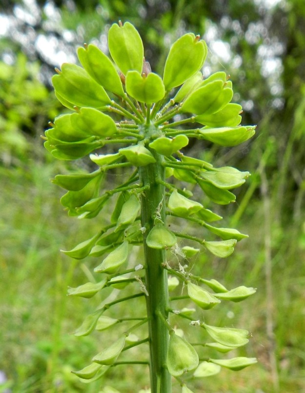 Noccaea caerulescens - ketotaskuruohon kukintotertun kärkiosa pysyy tiheänä, koska kukintoranka ei enää pitene. Yleensä kaikki kukat näyttävät kehittyvän lituhedelmiksi. Lituperä on sivulle siirottava ja yleensä noin 4-8 mm pitkä. EH, Janakkala, Harviala, taimistoalue radan pohjoispuolella, Alikartanontien entisen tielinjauksen varressa, 9.6.2012. Copyright Hannu Kämäräinen.