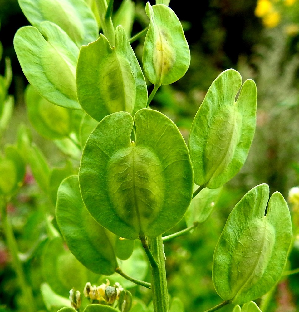 Thlaspi arvense - peltotaskuruohon litu on lähinnä pitkänpyöreä, litteä ja vihreä sekä lopulta kellanruskehtava. Se on tavallisesti noin 10-15 mm pitkä ja leveimmältä kohtaa noin 8-13 mm leveä. Litu on laidoiltaan leveästi siipipalteinen. Palteessa on lidun kärjessä ahdas, pyöreäreunainen lovi. Kärkilovessa on kuivuneen emin vartalon ja luotin muodostama ota, joka on noin 0,3-0,5 mm pitkä. Lidun keskellä oleva välikalvo erottaa lidun kahteen osaan, joista molemmissa on yleensä noin 5-8 siementä. EH, Hämeenlinna, Loimalahti, Kuokkamaa, entisen Sammon kaatopaikan täyttökumpu, lakialue, jonne ajettu uusia maakasoja, 22.7.2019. Copyright Hannu Kämäräinen.