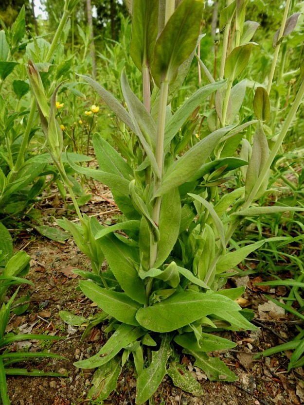 Turritis glabra - (keto)pölkkyruohon varsilehdet ovat etenkin alaosassa tiheässä. Ne ovat ruodittomat ja sijaitsevat varrella kierteisesti. EH, Kouvola, Kuusankoski, Voikkaa, Sikomäki, Hermannintien varsi Nummisenmäentien risteyksen länsipuolella, 11.6.2017. Copyright Hannu Kämäräinen.