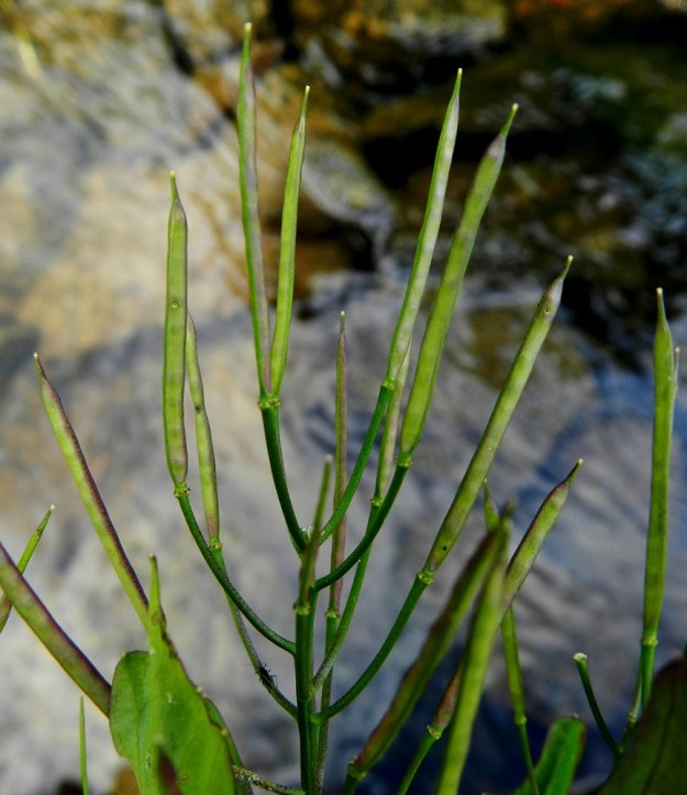 Cardamine amara - purolitukan litu on tasasoukka, pysty, suorahko ja vihertävä tai punaruskea. Se on tavallisesti noin 20-30 mm pitkä ja noin 1-2 mm paksu. Lidun kärjessä on kuivuneen emin vartalon ja luotin muodostama noin 1-2,5 mm pitkä ota. Lituperä on yläviistoon siirottava ja yleensä noin 15-25 mm pitkä. 3.7.2012. Copyright Hannu Kämäräinen.