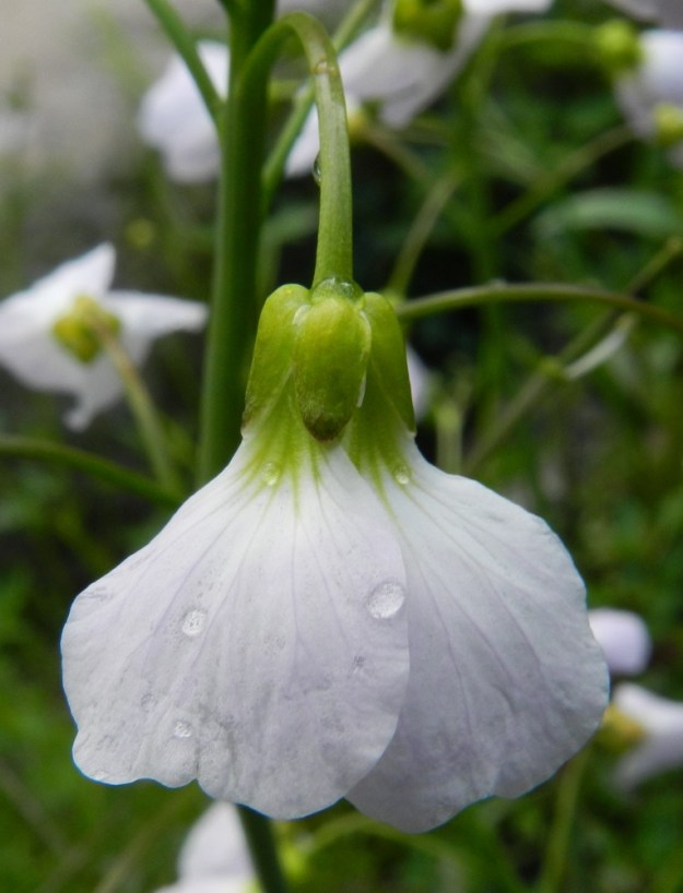 Cardamine pratensis subsp. paludosa - rantaluhtalitukan kukassa on neljä verholehteä. Ne ovat puikeat tai kapeanpuikeat, kuperat, kalvolaitaiset ja suippo- tai tylppäpäiset sekä vihreät tai kellanvihreät. Pituutta niillä on tavallisesti noin 4-6 mm ja leveyttä leveimmältä kohtaa noin 1,5-2 mm. 3.6.2012. Copyright Hannu Kämäräinen.
