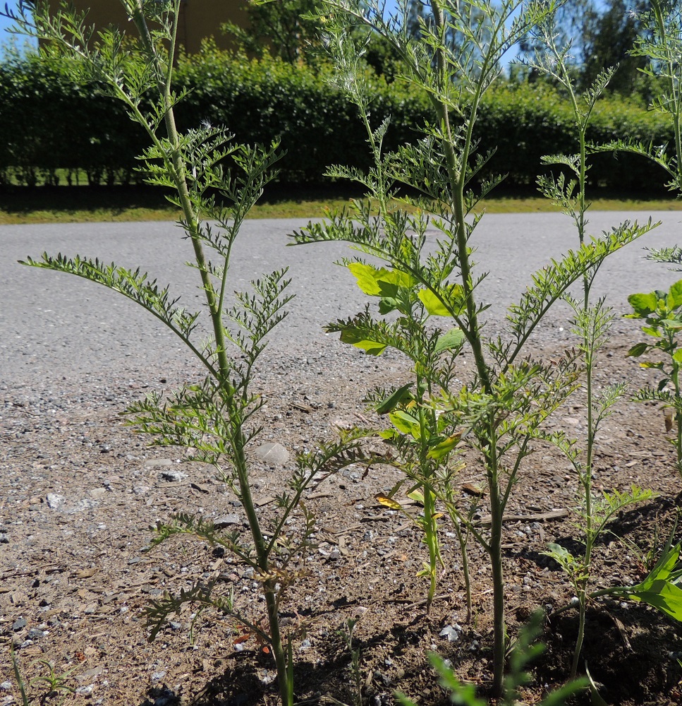Descurainia sophia - (rohto)litutillin lehdet ovat varrella kierteisesti. Ne ovat ruodittomat ja kahdesta kolmeen kertaan tillimäisen kapeasti pariliuskaiset. Vastaavia lehtiä ei muilla Suomen tai Pohjoismaiden ristikukkaiskasveilla ole. EH, Tampere, Ryydynpohja, omakotialue, Ryydynkadun tienlaide ja ojaluiska, 21.6.2016. Copyright Hannu Kämäräinen.