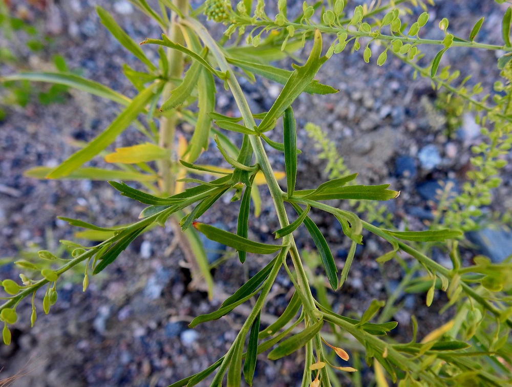 Lepidium densiflorum - ratakrassin ylemmät varsilehdet ja kukintohaarojen lehdet ovat suikeat tai lähes tasasoukat. Ne ovat yleensä noin 1-5 cm pitkät ja leveimmältä kohtaa noin 0,1-0,6 cm leveät. EH, Hämeenlinna, Majalahti, Louhoksentien varren maanläjitysalue, eteläpää, 18.7.2018. Copyright Hannu Kämäräinen.