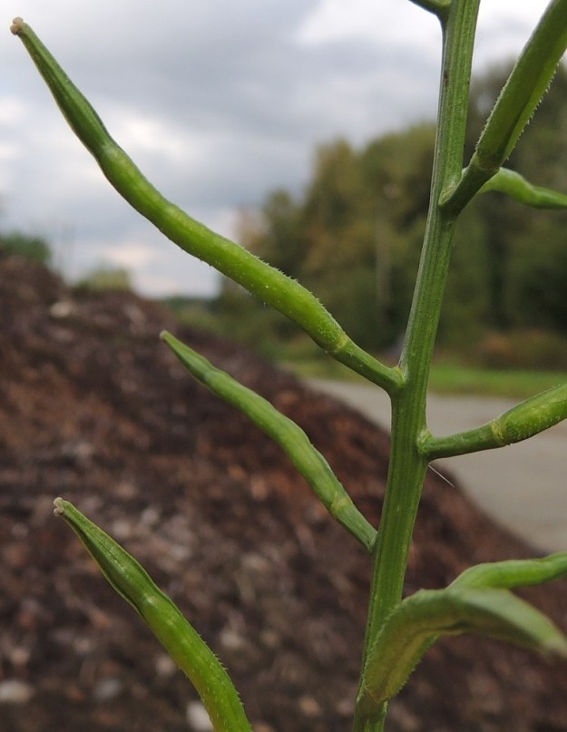 Mutarda arvensis - rikkasinapin lidun kärjessä on sitä kapeampi, pidentynyt, kuivuneen emin vartalon ja luotin muodostama, särmikäs nokka, jonka osuus lidun kokonaispituudesta on noin 10-15 mm. Siemeniä lidussa on yhteensä noin 8-12. Yksilöt, joiden lidut ovat kuvan tavoin lyhyesti ja hieman alaspäin siirottavasti jäykkäkarvaiset, kuuluivat lajin aikaisemmassa nimikombinaatiossa, Sinapis arvensis, muunnokseen var. orientalis, jonka suomalainen nimi on karvarikkasinappi. Rodut eivät kuitenkaan ole selvärajaisia, ja ne esiintyvät aika usein myös sekakasvustoina, mikä luo välimuotoisuutta. Tämän vuoksi niiden erottamisella ei nähdä enää olevan perusteita. EH, Hämeenlinna, Ojoinen, Paroinen, jätevedenpuhdistamon ja moottoritien välinen kompostiaumakenttäalue, 20.8.2016. Copyright Hannu Kämäräinen.