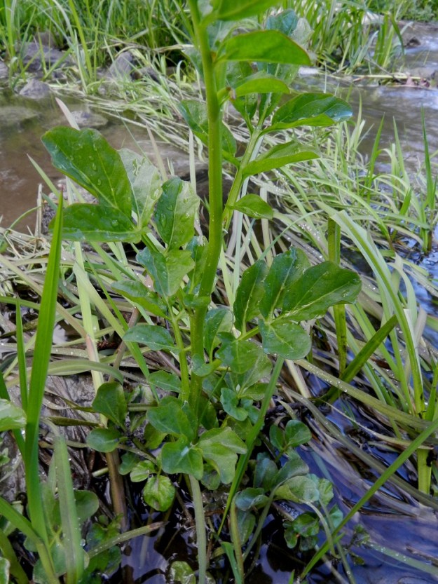 Cardamine amara - purolitukalla on aluslehtiä mutta ei selvästi erottuvaa lehtiruusuketta. Aluslehtien ja valtaosaltaan varsilehtien lehdykät eivät muodoltaan suuresti poikkea toisistaan. Luhtalitukalla lehtiruusuke on selvä ja sen lehdykät ovat pienet ja pyöreähköt, kun taas varsilehtien lehdykät ovat suikeahkon kapeat. 3.6.2012. Copyright Hannu Kämäräinen.