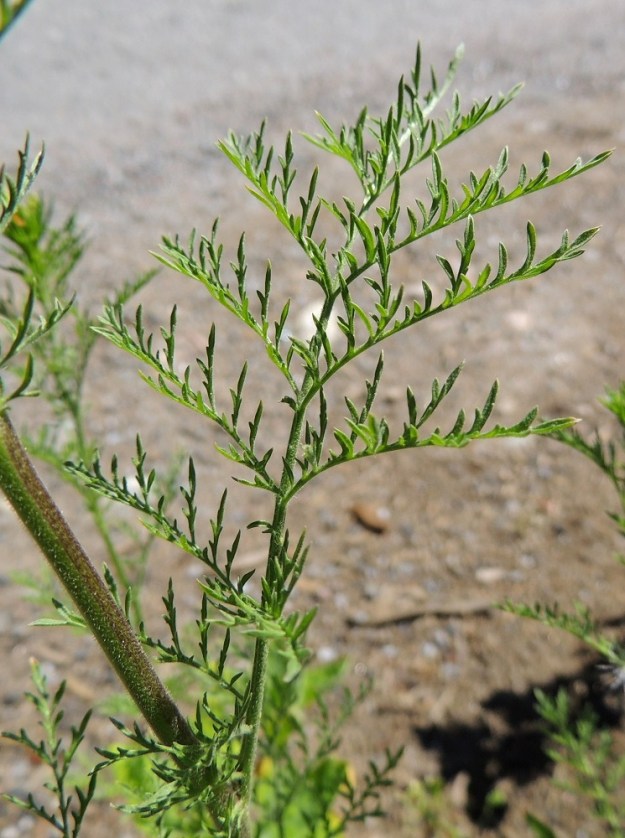Descurainia sophia - (rohto)litutillin lehtilavan ulkokehä on yleensä soikeahko tai pitkänpyöreä ja ylimpiä lehtiä lukuun ottamatta tavallisesti noin 5-15 cm pitkä ja leveimmältä kohtaa noin 3-8 cm leveä. Lehdet ovat hyvin lyhytkarvaiset. Varsi on liereä ja lyhyesti tähtikarvainen. EH, Tampere, Ryydynpohja, omakotialue, Ryydynkadun tienlaide ja ojaluiska, 21.6.2016. Copyright Hannu Kämäräinen.