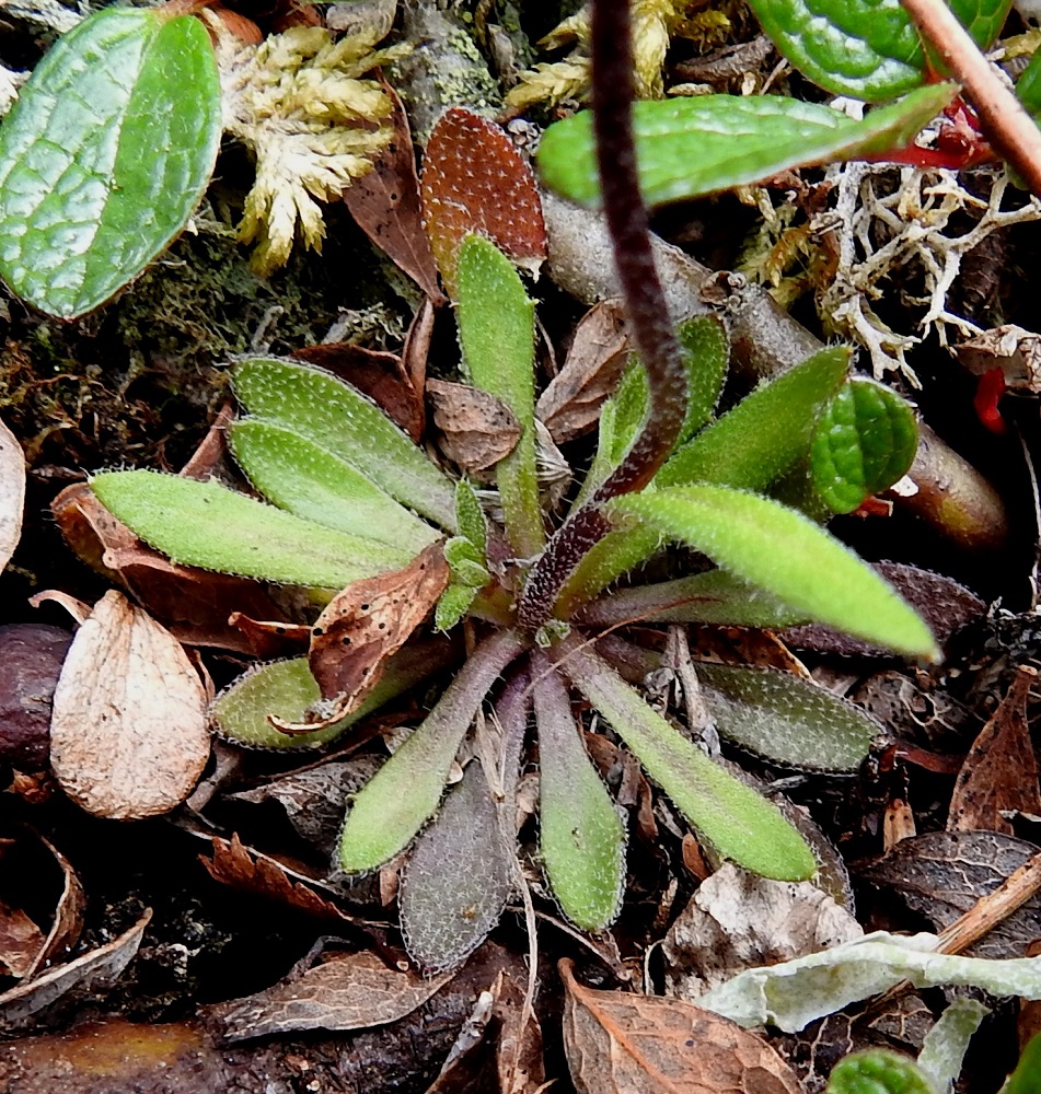 Draba glabella - isokynsimön lehtiruusuke on vapaasti kasvaessaan maanmyötäinen. Ruusukelehdet ovat kapean vastapuikeat tai suikeat, kapeatyviset ja lyhyesti suippokärkiset sekä tavallisesti noin 10-40 mm pitkät ja leveimmältä kohtaa noin 1,5-7 mm leveät. Ne ovat laidoiltaan ehyet tai harvakseen terävähampaiset, molemmin puolin tähtikarvaiset ja niukasti hapsikarvaiset. EnL, Enontekiö, Kilpisjärvi, Saanan luoteisrinne, tunturipaljakkakivikko lähellä pahtaseinämän reunaa, 745 m mpy, 5.7.2018. Copyright Hannu Kämäräinen.