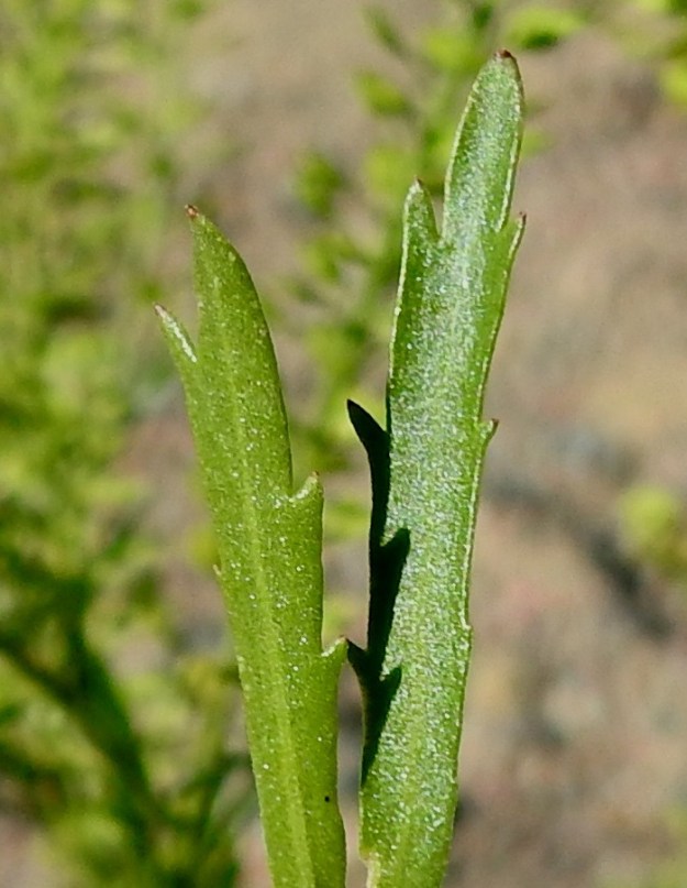 Lepidium densiflorum - ratakrassin ylempien varsilehtien kärkiosassa on useimmiten muutama hammas. Lehdet ovat vihreät tai harmaanvihreät ja kaljut tai erittäin lyhytkarvaiset. EH, Hämeenlinna, Majalahti, Louhoksentien varren maanläjitysalue, eteläpää, 18.7.2018. Copyright Hannu Kämäräinen.