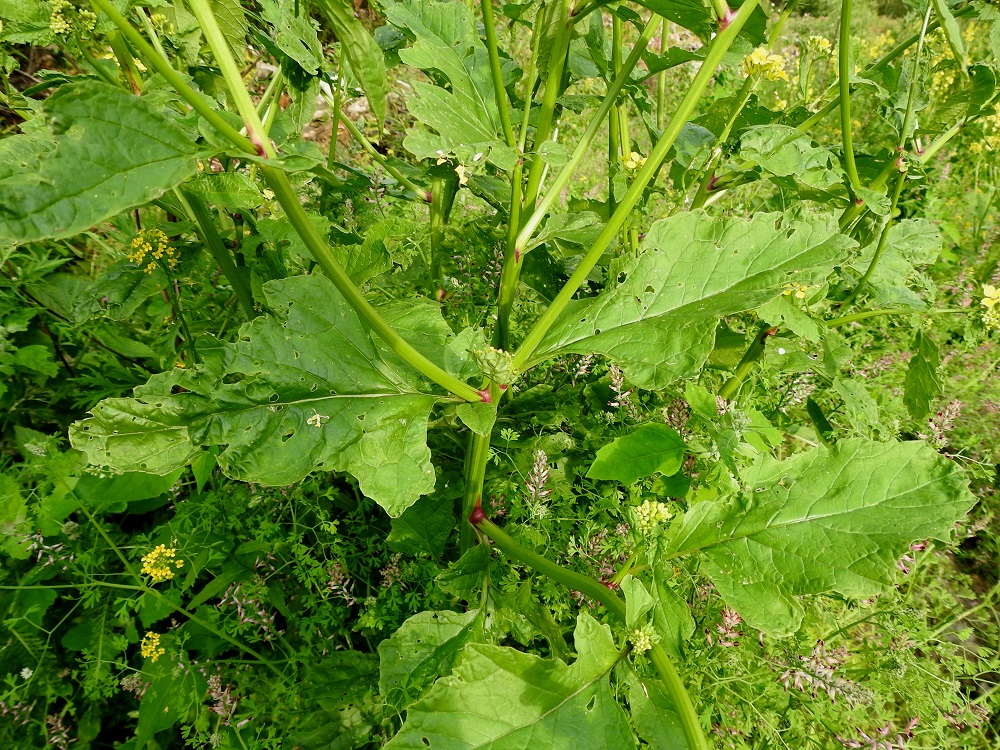 Mutarda arvensis - rikkasinapin monimuotoisuuteen kuuluu myös varsien, haarojen ja tertturangan eriasteinen karvaisuus. Kuvan yksilö edustaa kaljua ääripäätä. Nivelkohdat ovat yleensä sinipunaiset. Lehtilapa on lähinnä soikea, leveänsoikea tai puikea, ja alemmissa lehdissä sen tyviosassa on usein epäsäännöllinen liuskapari. EH, Hämeenlinna, Loimalahti, Kuokkamaa, entisen Sammon kaatopaikan täyttökumpu, lakialue, jonne ajettu uusia maakasoja, 22.7.2019. Copyright Hannu Kämäräinen.