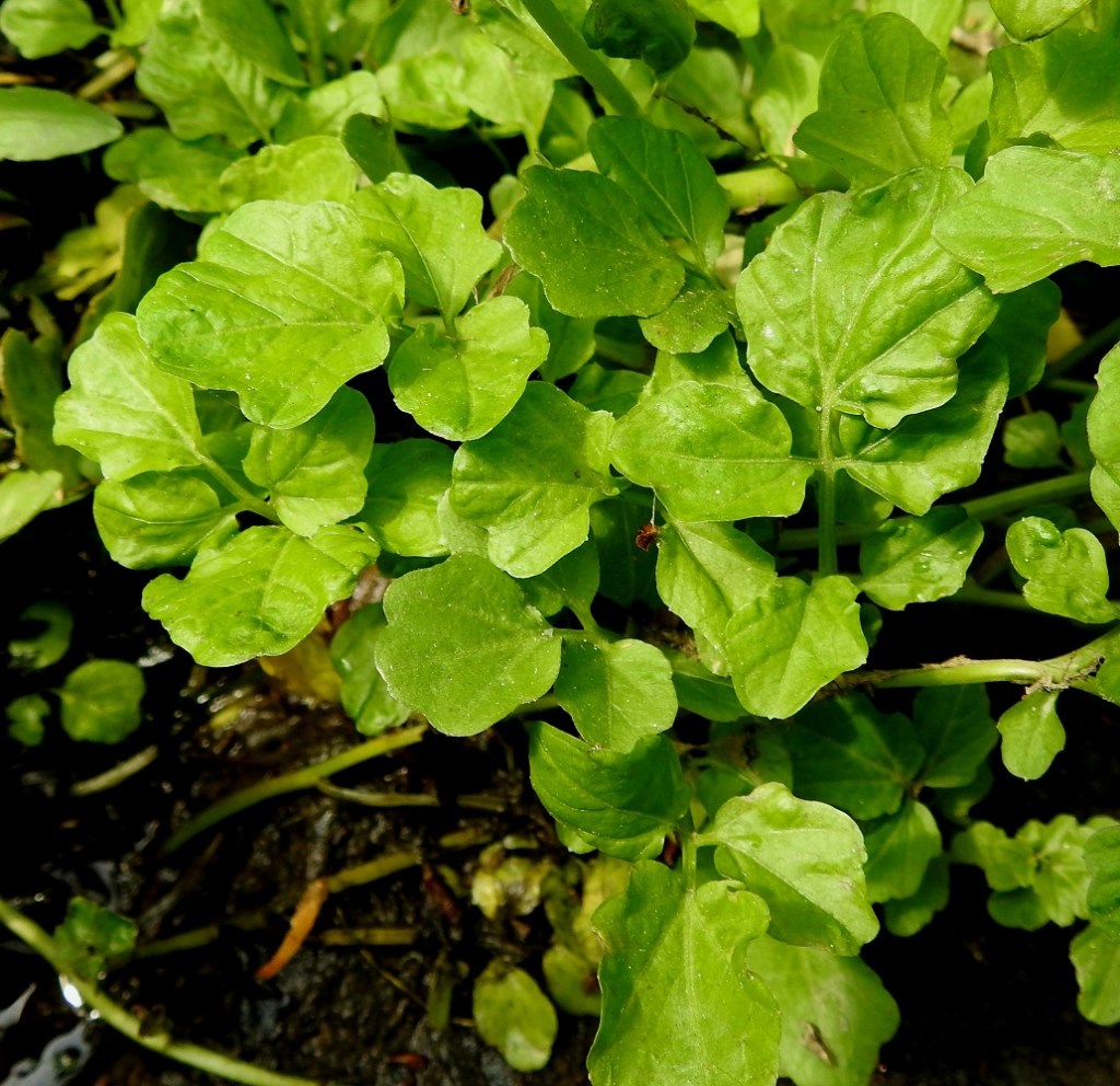 Cardamine amara - purolitukan aluslehtien ja varsilehtien lapa on tavallisesti noin 2-10 cm pitkä ja leveimmältä kohtaa noin 1,5-8 cm leveä. Lehtilavassa on kärkilehdykän lisäksi useimmiten 2-6 lehdykkäparia. Aluslehtien ja alempien varsilehtien ruoti on yleensä noin 1-4 cm pitkä. 4.6.2019. Copyright Hannu Kämäräinen.