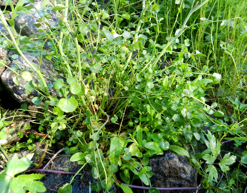 Cardamine pratensis subsp. paludosa - rantaluhtalitukan varsien tyvellä on yleensä runsas joukko monilehdykkäisiä ruusukelehtiä. Luhtalitukalla on aika poikkeuksellinen tapa täydentää siementuotantoaan suvuttomasti. Sen ruusukelehtien ja alimpien varsilehtien lehdykät irtoavat helposti ja varisevat vihreinä maahan. Niihin kehittyy silmuja, jotka juurtuvat ja kasvavat uusiksi taimiksi. 3.6.2012. Copyright Hannu Kämäräinen.