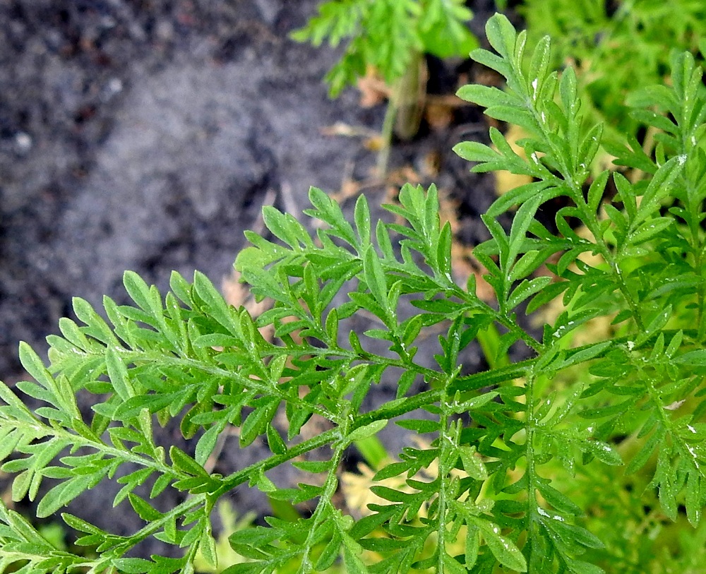 Descurainia sophia - (rohto)litutillin lehdet liuskoineen ovat vihreät tai harmaanvihreät. Uloimmat liuskat ovat suikeat, kapeansuikeat tai lähes tasasoukat sekä varren ala- ja keskiosan lehdissä useimmiten noin 2-7 mm pitkät ja noin 0,5-2 mm leveät. A, Sund, Björby, Prästgården, kirkko- ja hautausmaan pohjoispuoli, ylijäämämaakasa, 23.6.2023. Copyright Hannu Kämäräinen.