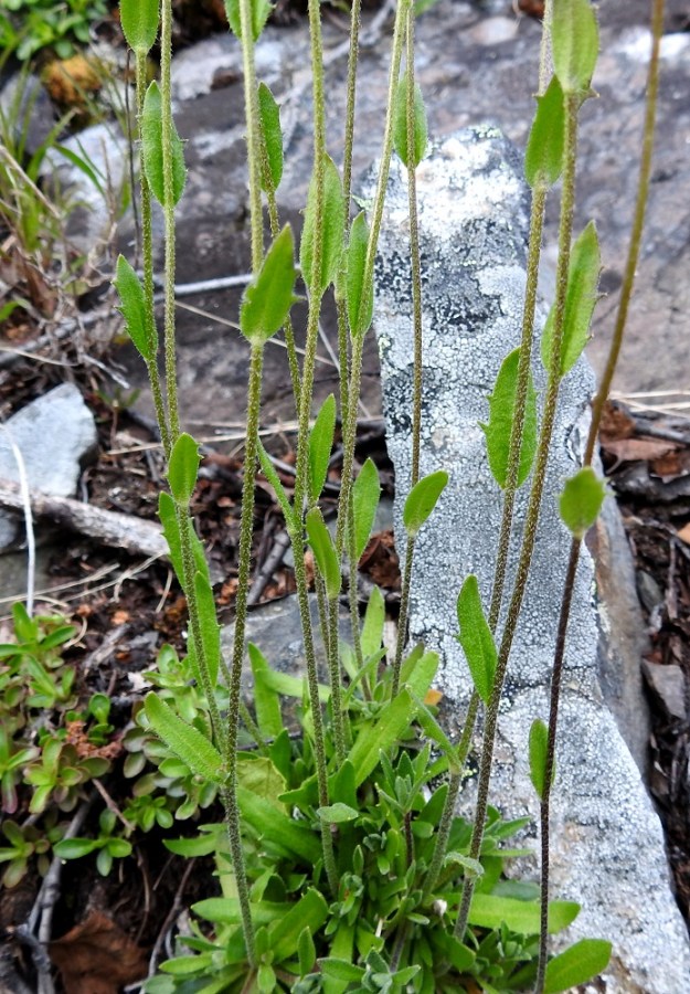 Draba glabella - isokynsimön monivartisissa yksilöissä ruusukelehdet joutuvat kasvamaan niin ahtaasti, että osa niistä valoa saadakseen suuntautuu pystyyn. Kuvan yksilön yksi, uusi ruusuke on jopa kasvattanut varren yltääkseen valoon muiden ruusukkeiden yläpuolelle. Varsilehtiä on harvakseen useimmiten 2-4, ja ne ovat kierteisesti. Lehdet ovat ruodittomat, puikeat tai suikeat ja yleensä noin 5-20 mm pitkät sekä leveimmältä kohtaa noin 2-10 mm leveät. Ne ovat laidoiltaan harvakseen terävähampaiset tai ehyet. Varret ovat yleensä tiheähkösti tähtikarvaiset. EnL, Enontekiö, Kilpisjärvi, Saanan lounaisrinne, ensimmäisen, matalan pahtaseinämän yläpuolinen, jyrkkä kalliorinne retkeilykeskuksen kohdalla, luonnonsuojelualue, 630 m mpy, 5.7.2018. Copyright Hannu Kämäräinen.