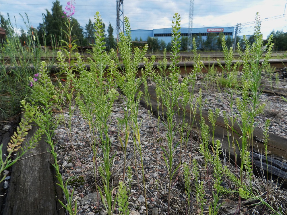 Lepidium densiflorum - ratakrassi on kotoisin Pohjois-Amerikasta ja saapunut Suomeen ilmeisesti tuontiviljan mukana 1900-luvun alussa. Tehokkaimmin se on levinnyt kuljetusten mukana rautateitä pitkin, ja edelleenkin sen löytää varmimmin rataympäristöstä. Muina kasvupaikkoina ovat mm. satamat, tien- ja kadunvarret, pihat, joutomaat ja maankäsittelyalueet. EH, Lahti, ratapiha-alue entisen tavara-aseman länsipuolella, 12.7.2011. Copyright Hannu Kämäräinen.